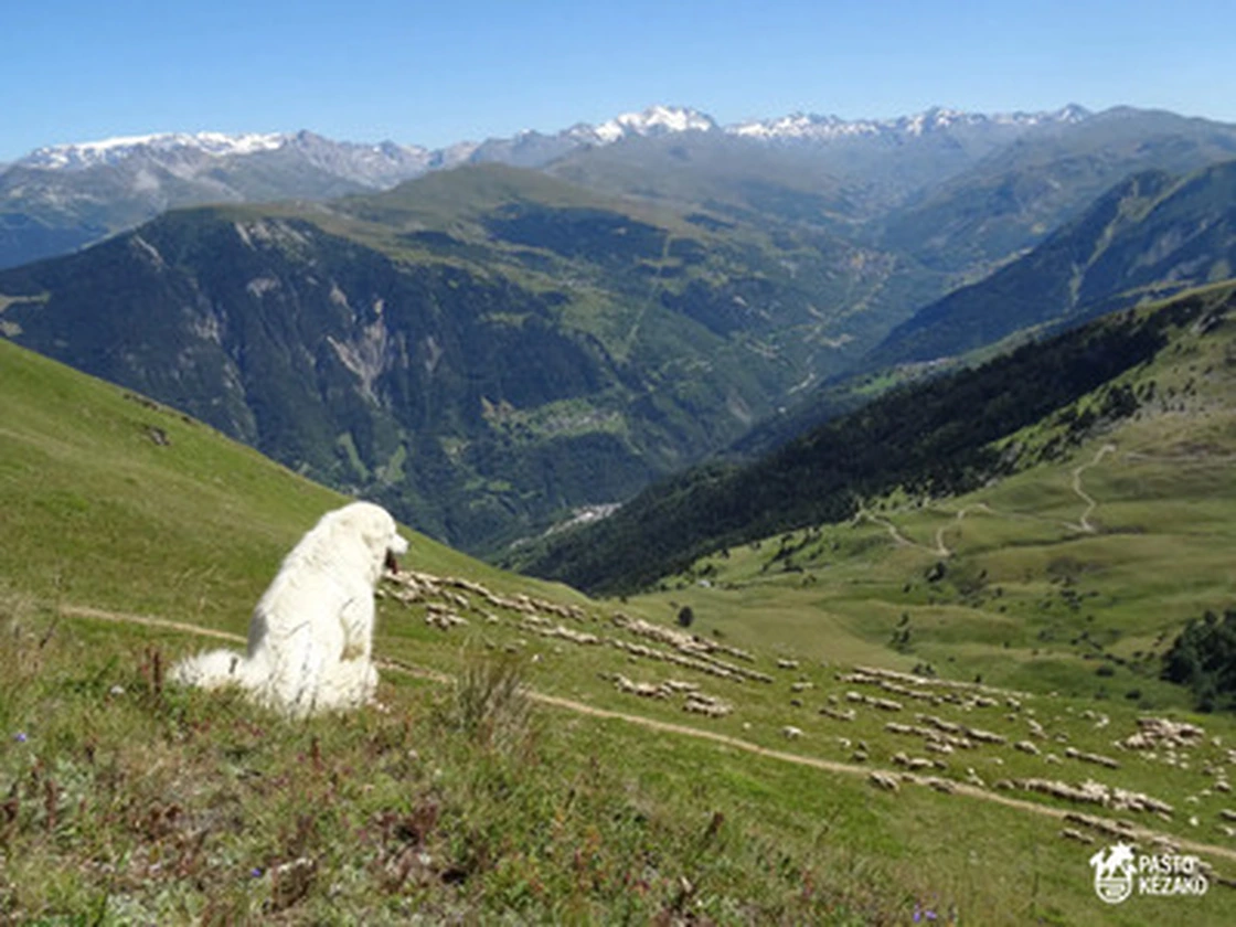 Chien patou